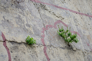 plant on the wall