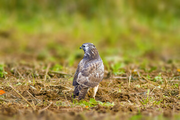 buzzard watches nature and looks for prey