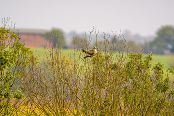 buzzard watches nature and looks for prey