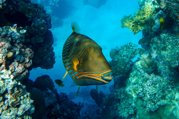 Orange-striped triggerfish (Balistapus undulatus) , coral fish in the coral reef 