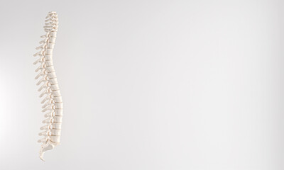 backbone on white background.