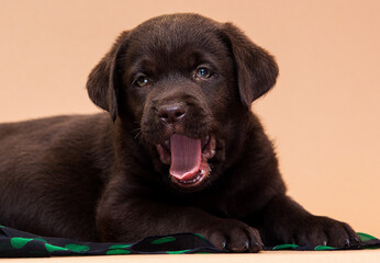 Labrador retriever puppy yawns with green polka dot bow