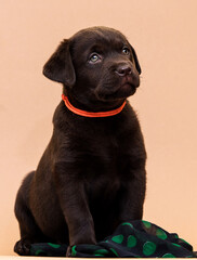 Labrador Retriever puppy sitting and looking