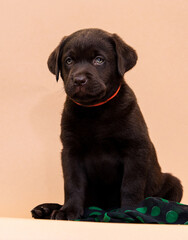 Labrador Retriever puppy sitting and looking