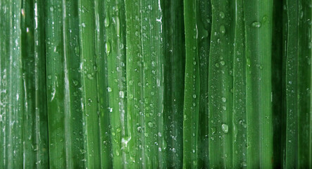 green lemongrass leaf background with raindrop pattern