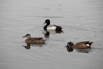 Obraz premium 3 Ducks On The Lake, Pylypow Wetlands, Edmonton, Alberta