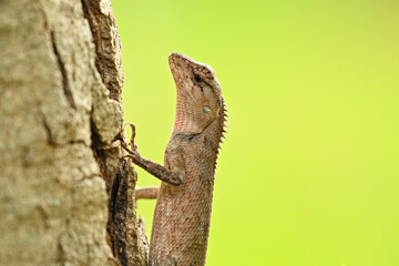 close up of a chameleon with green background.

