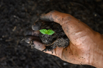  close up hand planting a plant.