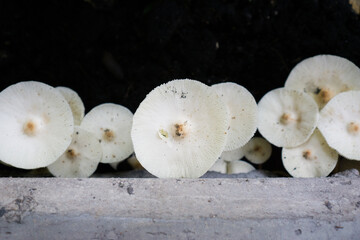 White mushrooms that grown up after raining