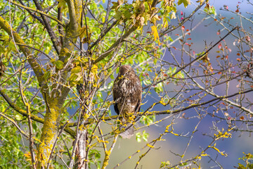 big buzzard watches nature and looks for prey