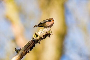 chaffinch sits on a branch and looks for food