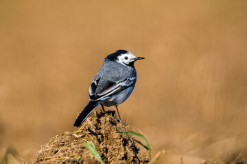 White wagtail sits on a branch and looks for food
