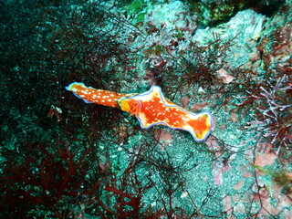 伊豆の海でダイビング中に見かけたド派手なカラーのニシキウミウシ