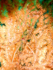 伊豆の海でダイビング中に見かけたオルトマンワラエビのペア