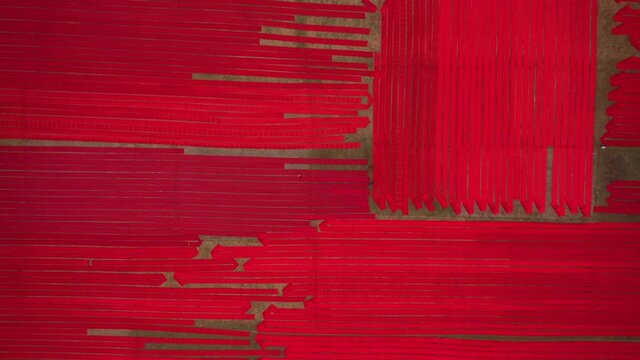 Aerial view of a man walking along red long textile stripes spread out on a field near Narsingdi, township, Dhaka, Bangladesh.