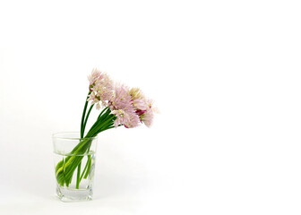 A bouquet of blooming green onions in a transparent glass with water on a clean white background