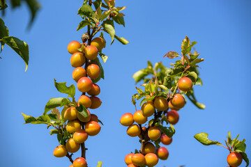 Small Japanese apricot fruit, Young fruits of Ume, on the branch