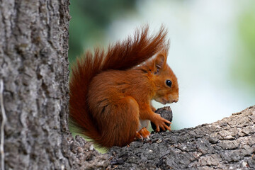 écureuil sauvage rouge européen , Europe, France