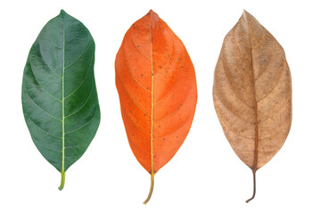 three leaves isolated on white,season change