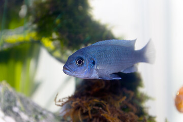 Blue Malawai Cichlid fish in a tank