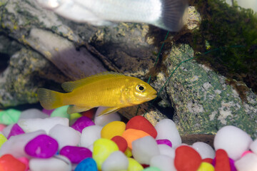 Small African Malawai Cichlid fish