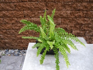 Green fern in black pot on orange brick background