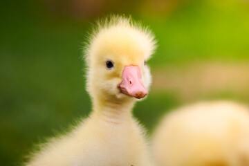 Funny little goose. Domestic poultry farming