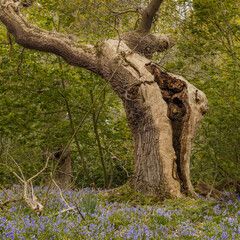 Bluebells and trees on british natural forest