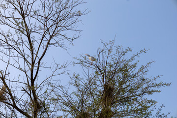 White Birds nesting in a tree