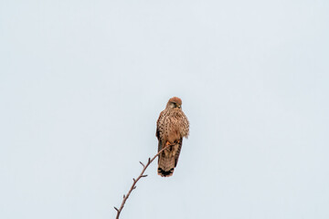 kestrel watches nature and looks for prey