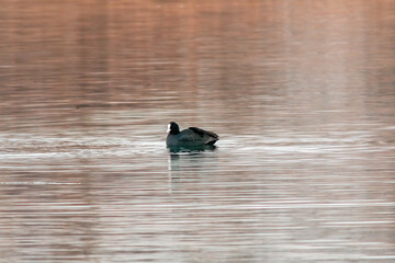 Coot swims on a pond looking for food