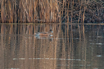 duck observes nature and looks for food