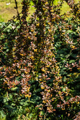 Fototapeta premium Blooming bush of barberry Berberis thunbergii Atropurpurea on blurred dark green background. Selective focus. Beautiful purple foliage and small yellow flowers on curved branches of barberry.
