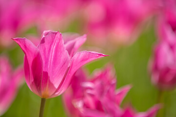 茨城県　ひたち海浜公園　チューリップ