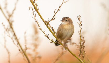 Zitting cisticola (Cisticola juncidis) perched on plant in autumn colours