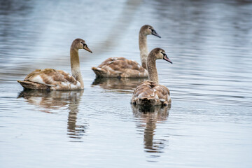 Obraz premium beautiful young brown swan swims on a pond