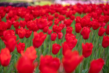 Obraz premium 茨城県 ひたち海浜公園 チューリップ