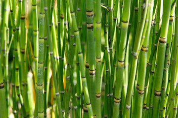 Fototapeta premium Rough horsetail. Equisetum hyemale.