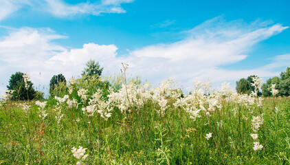 Meadowsweet, or Labaznik (lat. Filipéndula) is a genus of perennial grasses of the Rosaceae family. Meadow on a sunny summer day.