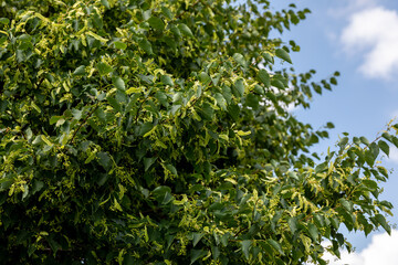 littleleaf linden tree soaking up the morning sun
