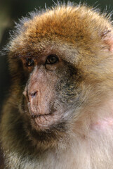 Barbary macaques in an animal park.