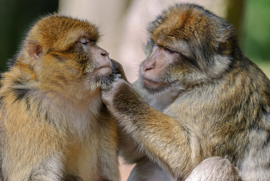 Barbary macaques in an animal park.