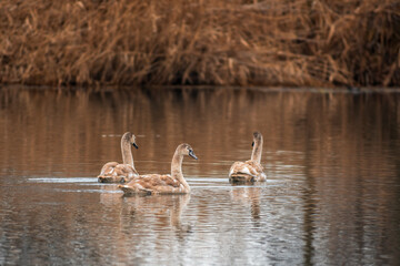 beautiful young brown swan swims on a pond
