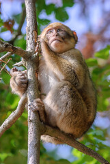 Barbary macaques in an animal park.