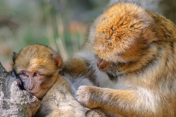 Barbary macaques in an animal park.