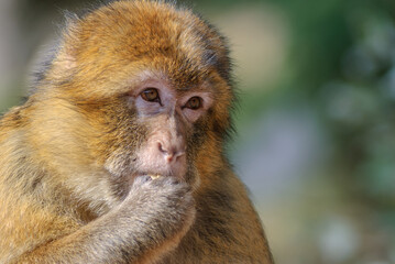 Naklejka premium Barbary macaques in an animal park.