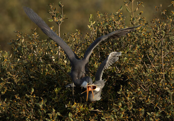 Western reef heron taking fish from others at Tubli bay , Bahrain