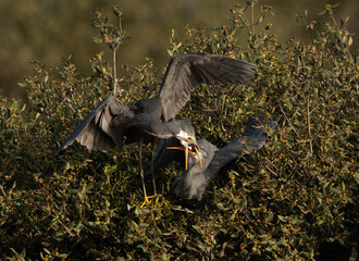 Western reef heron feeding to juvenile at Tubli bay, Bahrain