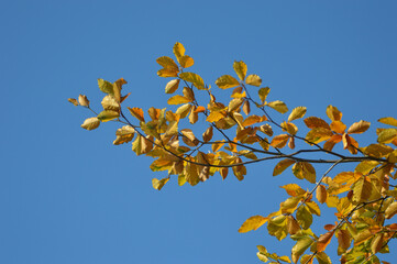 yellow leaves against the blue sky 