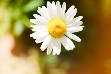Fototapeta premium One white daisy flower on a green background in the garden. Close-up.
